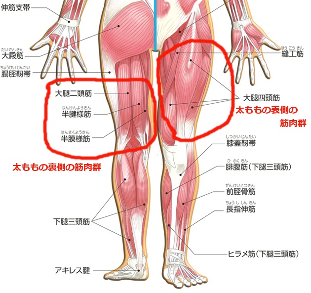 身体操作 アクセル筋 ハムストリングス使えてますか 30代からの